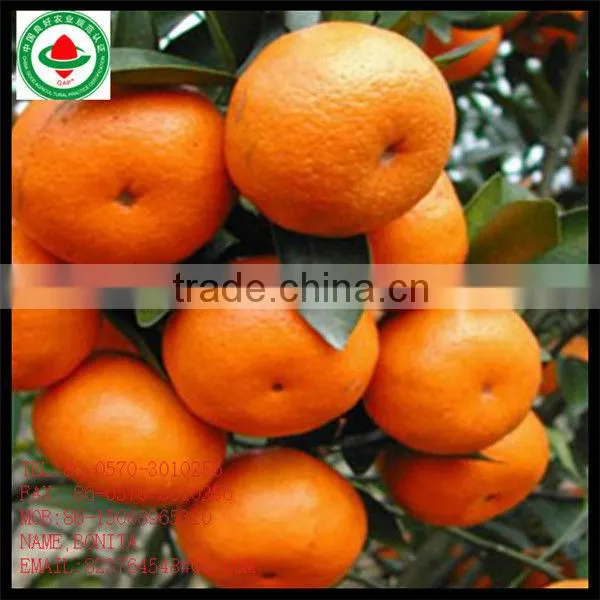 Fresh Ponkan Orange