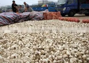 2016 Hot Sale Normal White Fresh Garlic photo-5