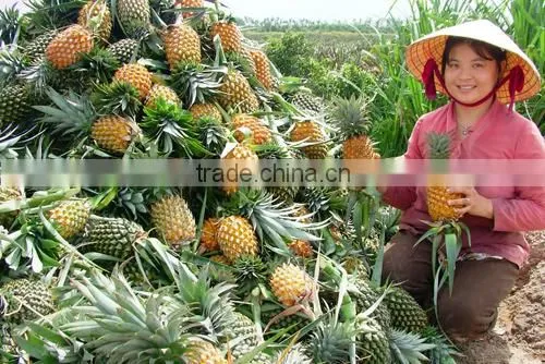 Pineapple Canned in Good Quality Standard photo-2