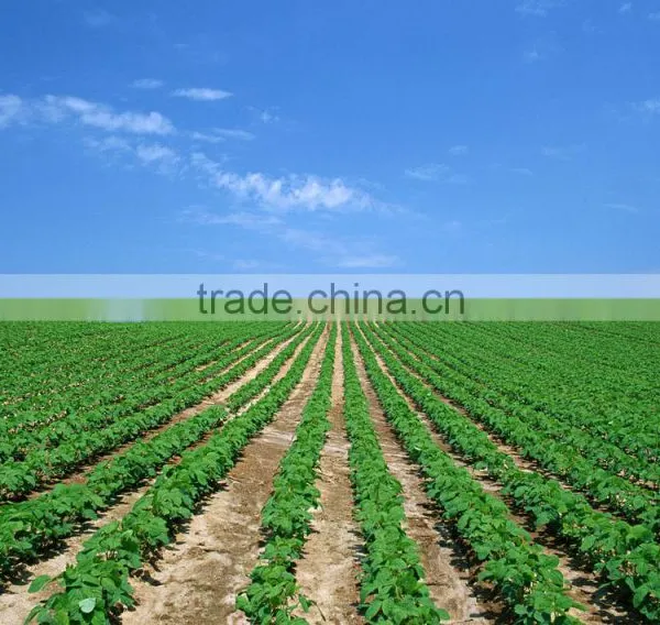 Textured Soy Protein 70% photo-2