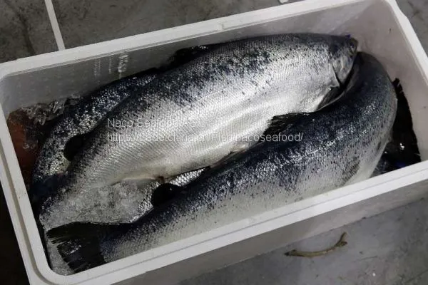 Atlantic Salmon Fish, Salmon Belly, Salmon Backbone, Salmon Head, Salmon HOG, Norwegian Salmon HG, Salmon Oil, Caviar photo-5