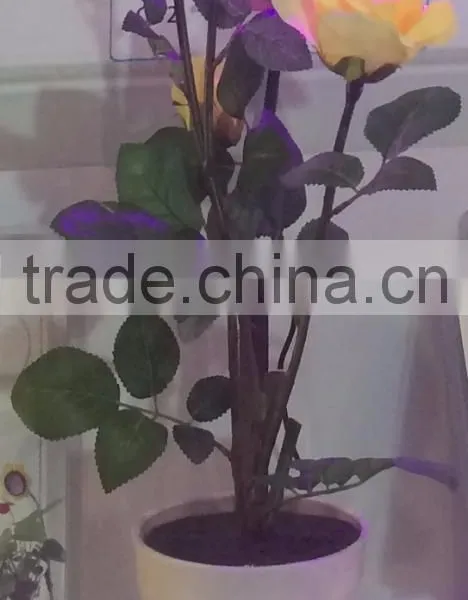 3w Desktop LED Grow Light for Indoor Flower Pot photo-3