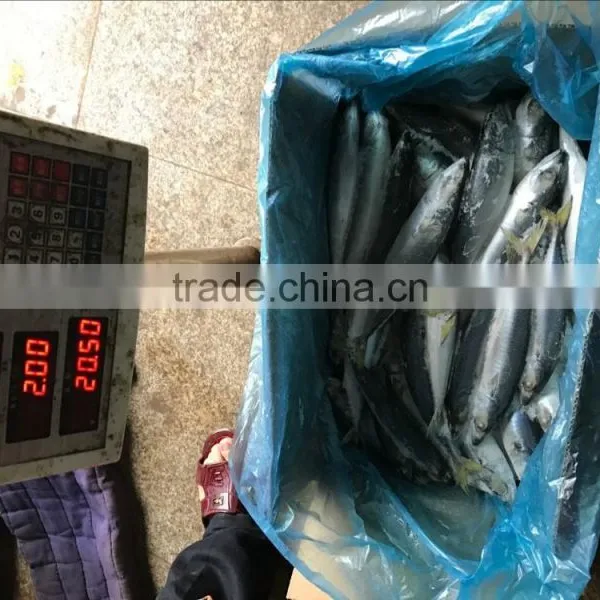 Different Models of Frozen Pacific Mackerel w r Customized photo-2