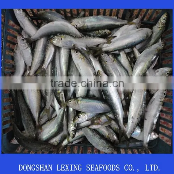 Frozen Sardine for Tuna Bait photo-2