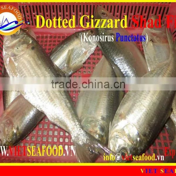 FROZEN DOTTED GIZZARD SHAD FISH W/R photo-6