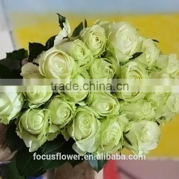 For Valentine's Day Occasion Cut Flowers Rose Fresh Flower Avalanche Flower From Kunming photo-4