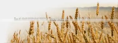Psyllium Seed Husks photo-4