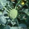 Sell Broccoli