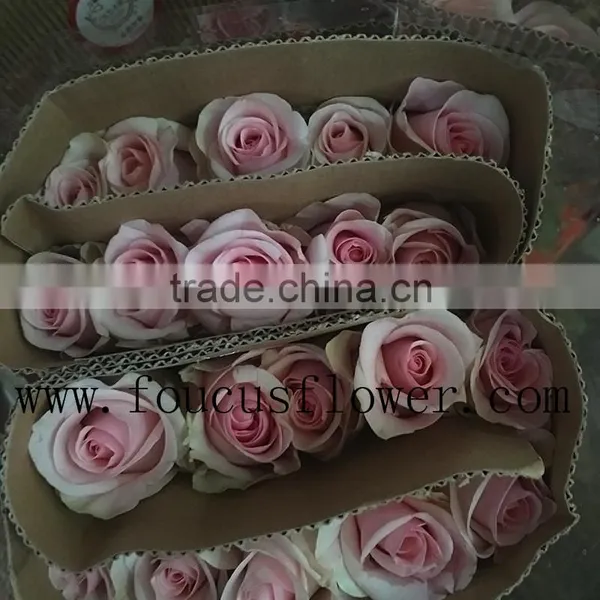 Wedding Decoration High Quality Rose Flower Fresh Cut Pink Flower From Yunnan, China photo-2