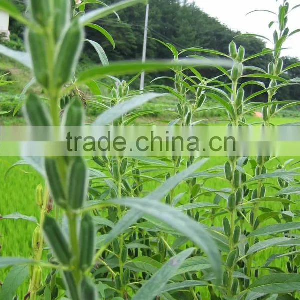 Sesame Oil 20 ml photo-2