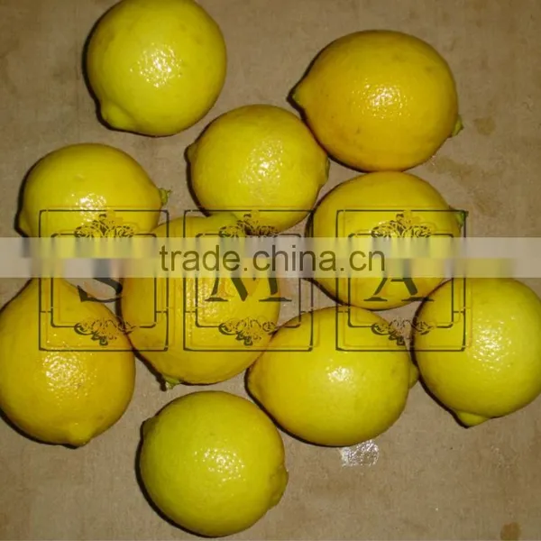 Lemon photo-3
