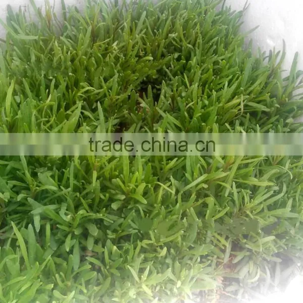 Raw Wild Black Goji Seeds for Planting Organic Goji Berry Seeds photo-3