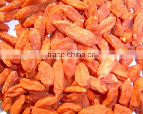 Goji Berry for Medicines photo-2
