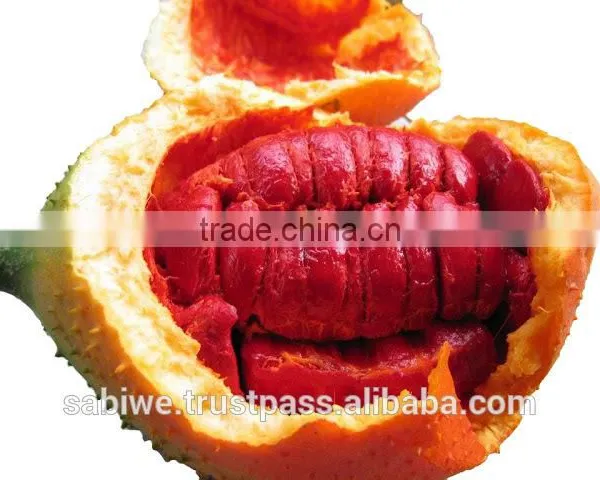 The Best Qualtity GAC FRUIT OIL (Momordica Cochinchinensis) photo-2