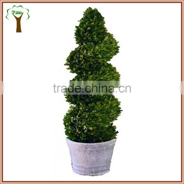 Boxwood Spiral Boxwood Sphere Preserved Topiary photo-3