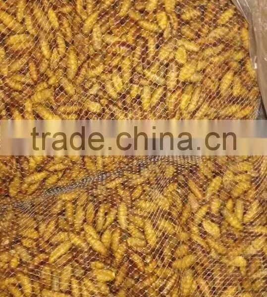 Popular Seafood in Thailand Frozen Silkworm Chrysalis photo-4