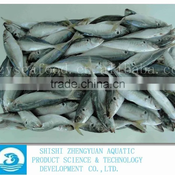 China Frozen Horse Mackerel Fish IQF Horse Mackerel photo-3