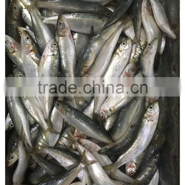 New Landing Frozen Fresh Unprocessed HGT Sardine photo-2