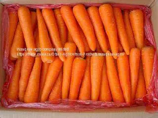 Fresh Carrots