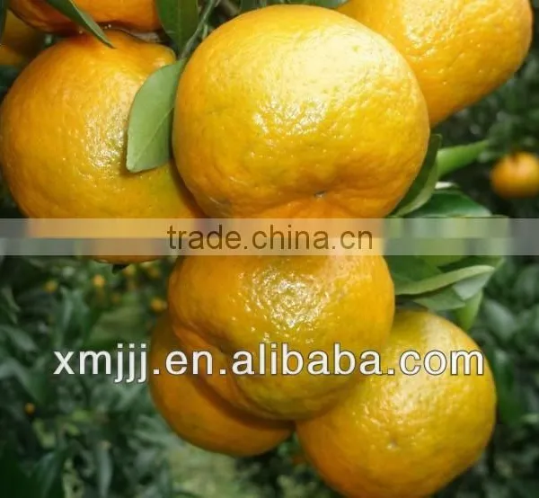 Citrus Fruits Orange Export Company photo-2
