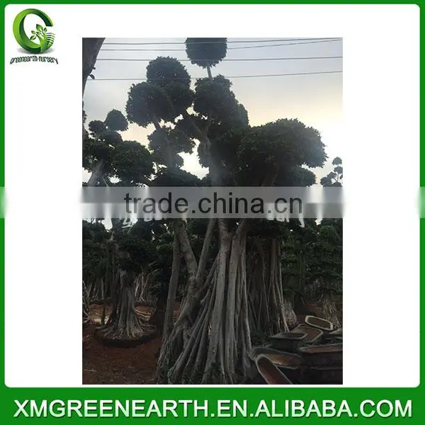 Ficus Microcarpa Big Bonsai 5.5m (1) photo-2