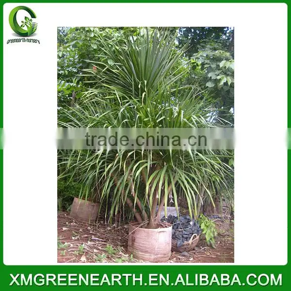 Dracaena Angustifolia (2) photo-2