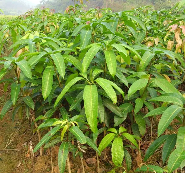 Japan Mango Trees With Grafting Mango Fruit Trees photo-5
