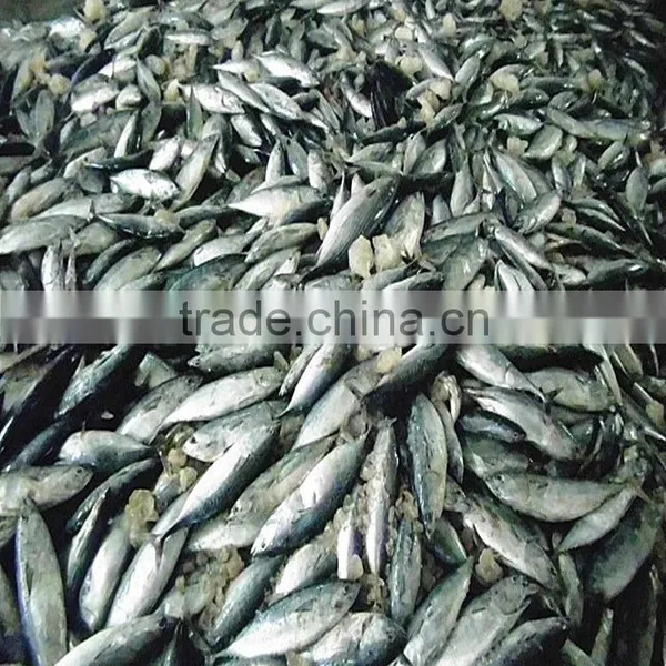 FAO 61 China Frozen Bonito Tuna Fish and Auxis Thazard photo-5