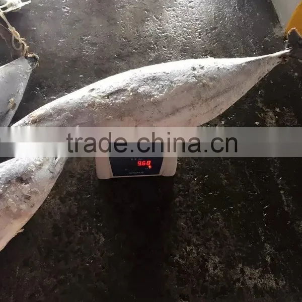 Longline Frozen Skipjack Tuna 5kg up ( Katsuwonus Pelamis) photo-4