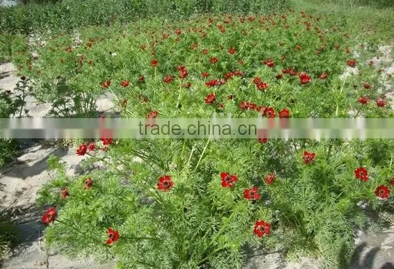 Summer Adonis , Adonis,flower Seed photo-5