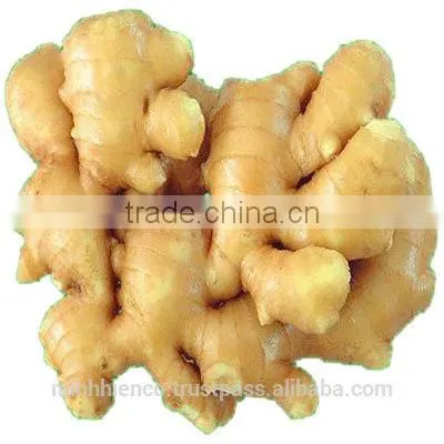 Fresh Ginger photo-2