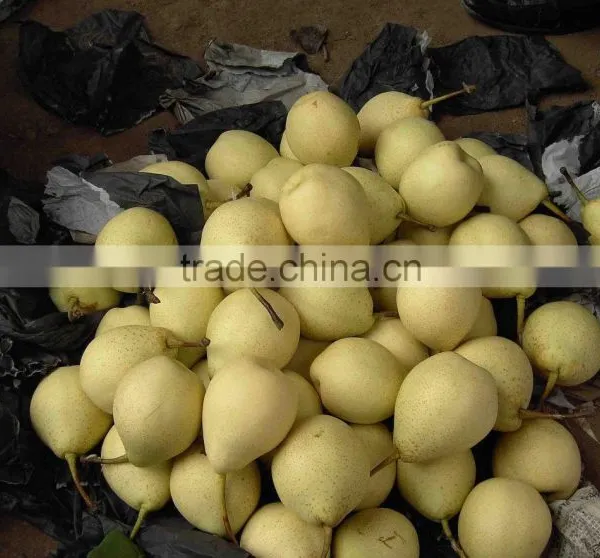 Fresh ya Pear Asia Pear With Cheap Price photo-2