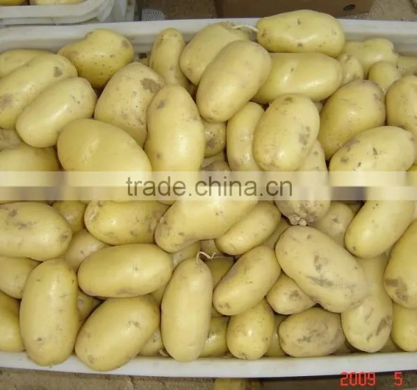 NEW GROP HOLLAND POTATO photo-3