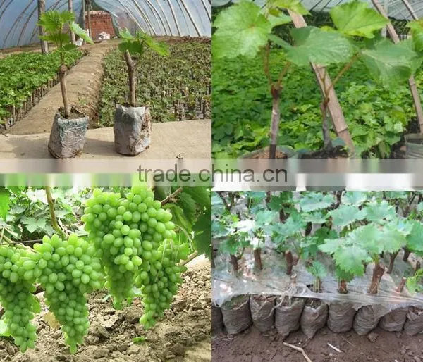 Grape Tree Seedling photo-2