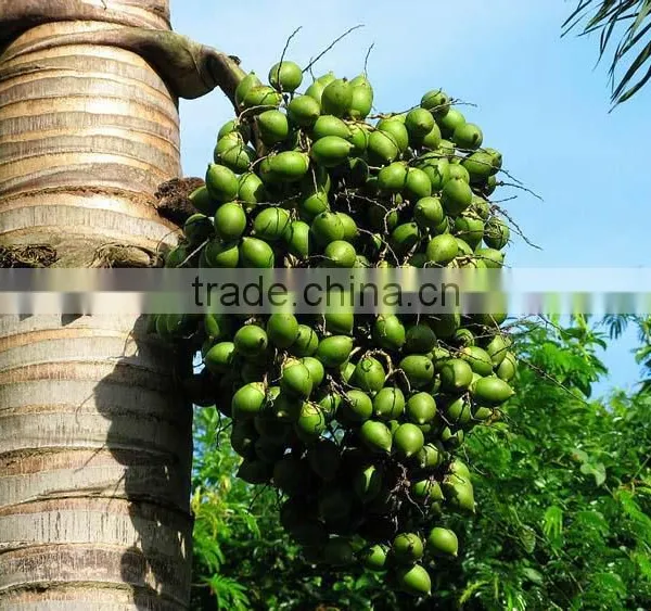 Areca Catechu Trees photo-2