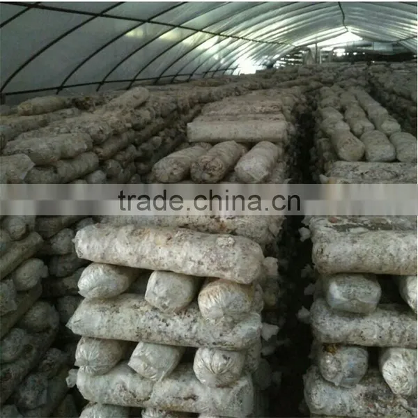 Dried Log Flower Shiitake Mushrooms Logs Whole Low Price For Sale photo-5