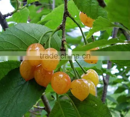 Lowest Price High Quality Calcium Ammonium Nitrate photo-4