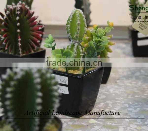 Mini Succulent Plants Potted Plants for Decoration photo-4
