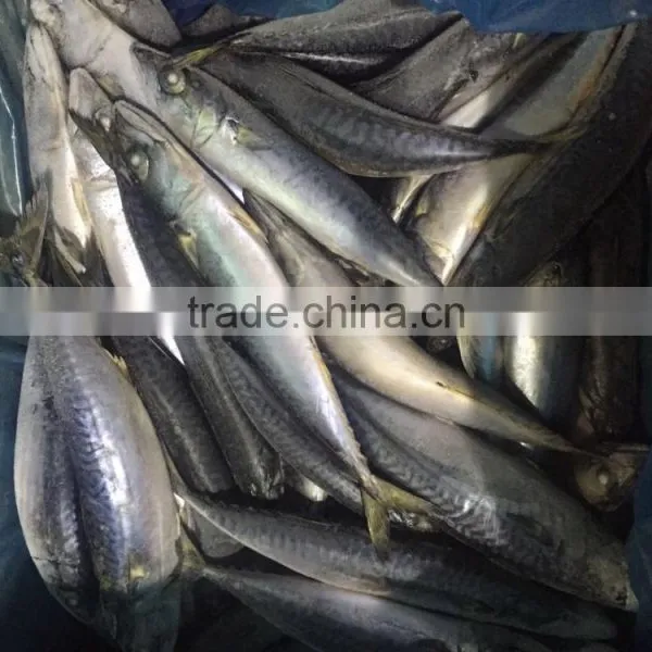 Whole Round Frozen Seafood Horse Mackerel Fish photo-4