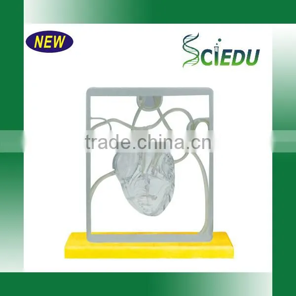 ISO Certificate Teaching Usage Human Heart Anatomical Model photo-4