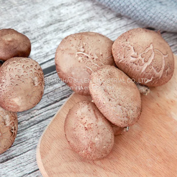 Fresh Mushroom (WWWdotSULEN-INDdotCOM) photo-2