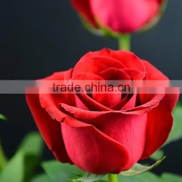 Color Carola Table Centerpieces Single Rose photo-5