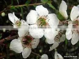 Bulk Manuka Honey photo-4