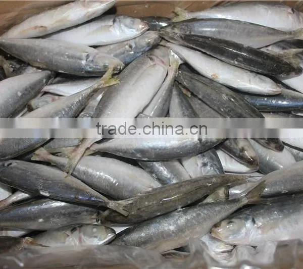 horse mackerel fish