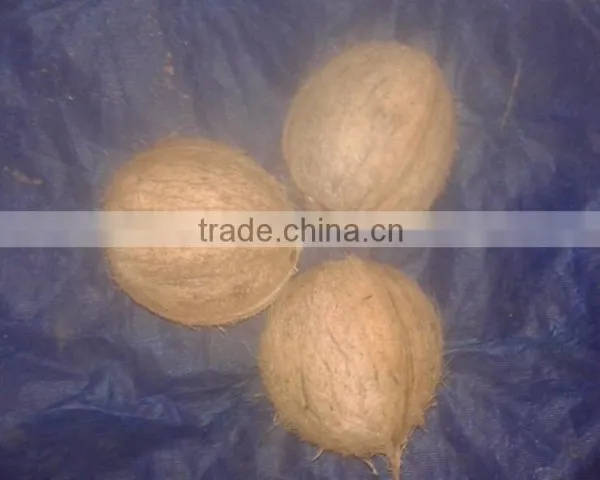 Todays Coconut Price in TamilNadu photo-3