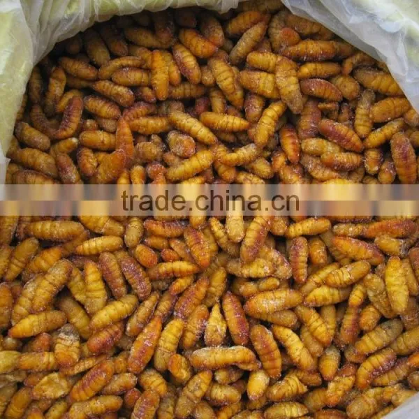 Frozen Silkworm Pupae for Sale