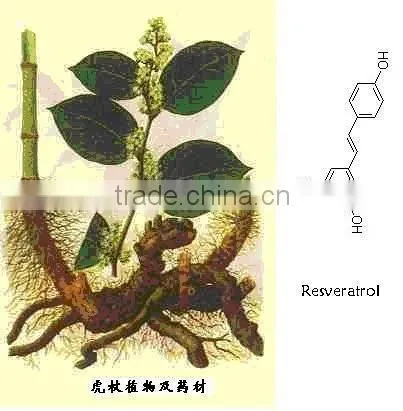 GMP Natural High Quality Tran-Resveratrol/Giant Knotweed Extract Powder photo-3