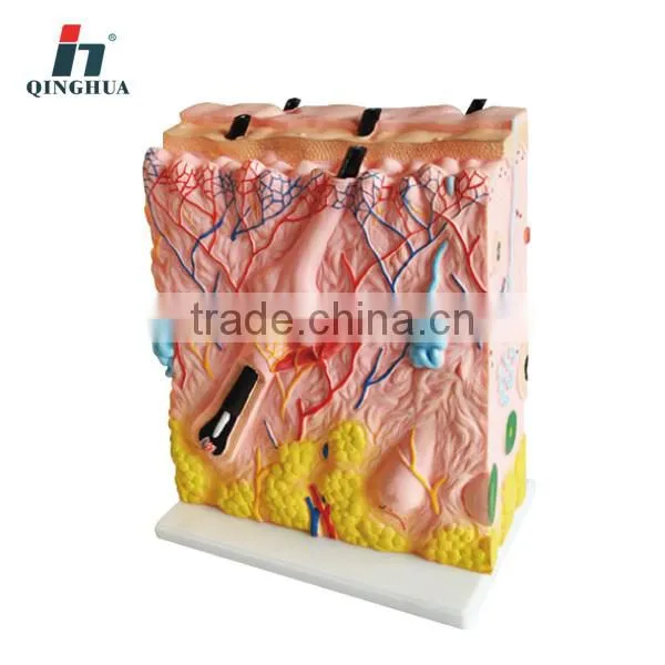 Human Skin