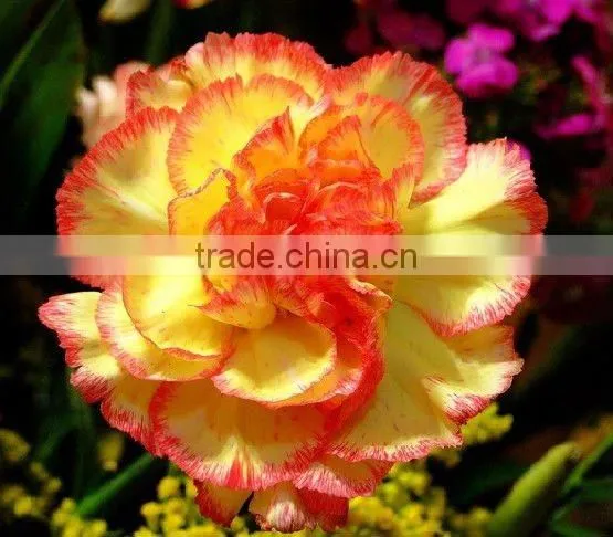 Real Touch Carnation Flowers Cut for Wholesale photo-5