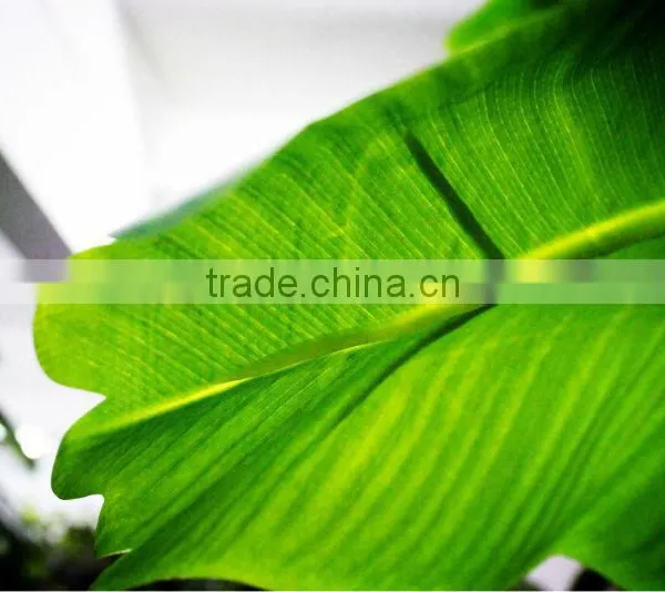 Y8463-7-1LS ( 2014 Hot Sale Factory Direct Extra Large Banana Trees for Hotel Decoration ) photo-3
